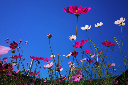 格桑花怎么浇水，浇水过多会怎么样？