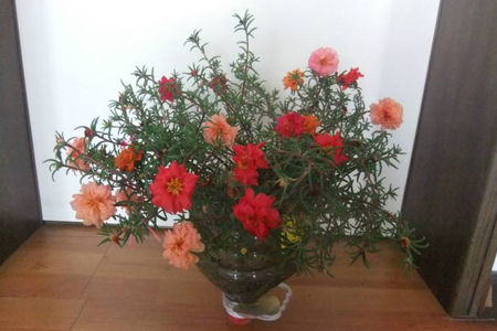 宿根太阳花怎么过冬(室外和室内)