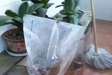 宿根太阳花怎么过冬(室外和室内)