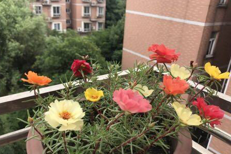 宿根太阳花怎么过冬(室外和室内)