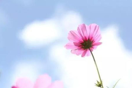 格桑花怎么浇水，浇水过多会怎么样？