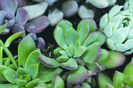 多肉植物怎么过冬（光照、浇水和施肥注意些什么）