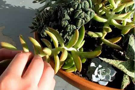 多肉植物能除甲醛吗，多肉植物可以放在卧室吗