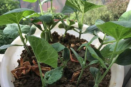曼陀罗怎么种植（季节和种植办法）