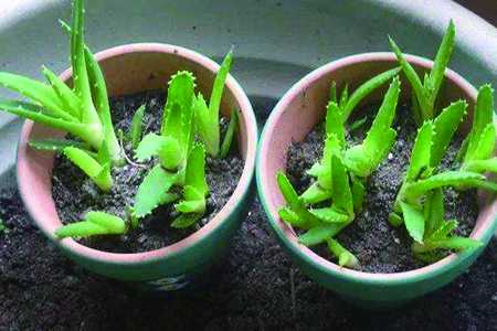 什么多肉植物吸收甲醛，适合新手养