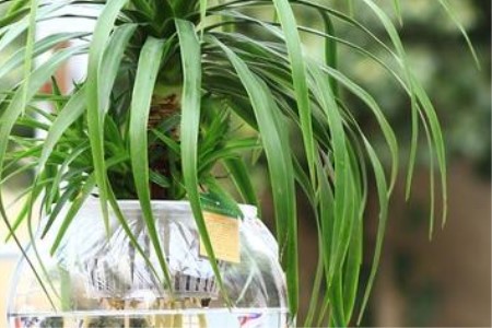 龙须树可以水培吗，水培更快出根吗？