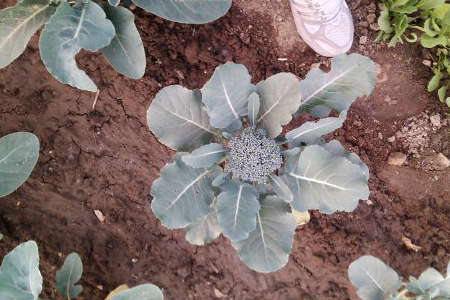 西兰花的种植技术，养护条件是啥
