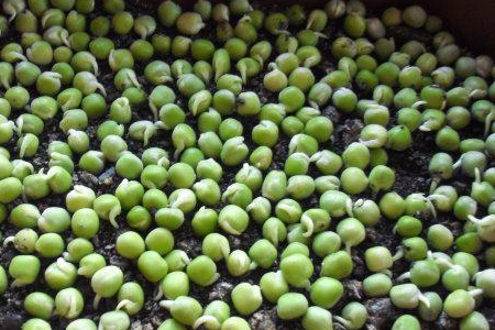 豌豆怎么种植，适合在什么季节种植