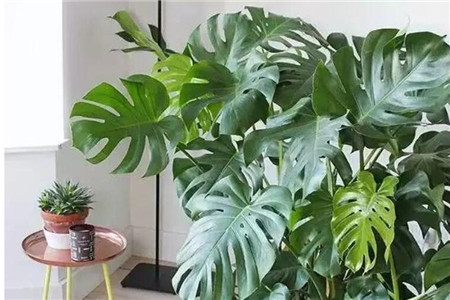 龟背竹怎么种植护，怎么修剪