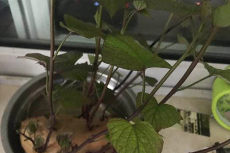 红薯水培什么季节合适，（附红薯切块后水培办法）