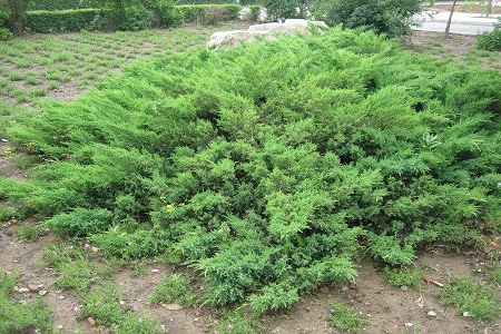 铺地柏的养殖方法和注意些什么