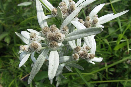 雪绒花的养殖方法和注意些什么