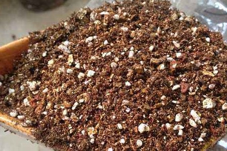 雪绒花的养殖方法和注意些什么