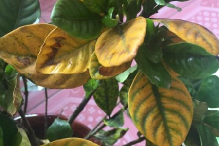 栀子花叶子黄了是啥原因,该怎么处理?