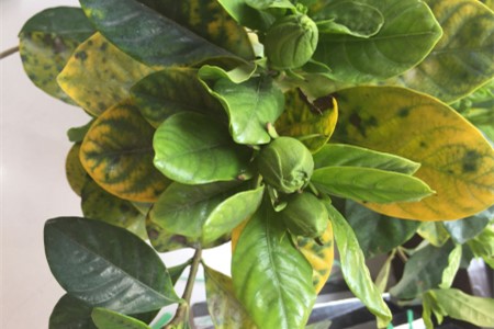 栀子花叶子黄了是啥原因,该怎么处理?