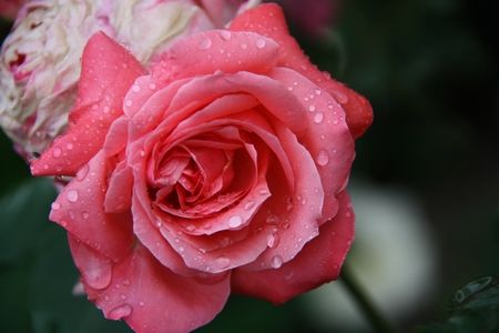 盆栽月季的养殖方法和注意些什么