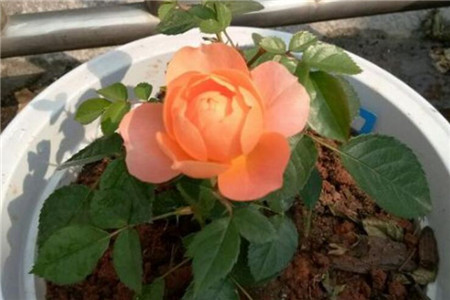 盆栽月季的养殖方法和注意些什么