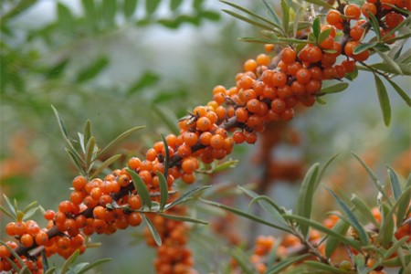 沙棘的养殖方法和注意些什么