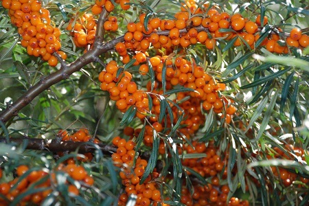 沙棘的养殖方法和注意些什么