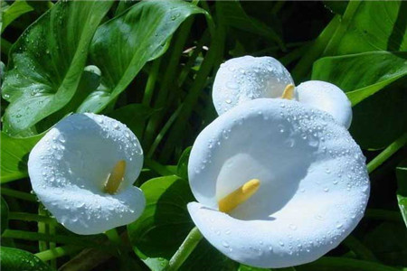 冬季马蹄莲的养殖方法和注意些什么