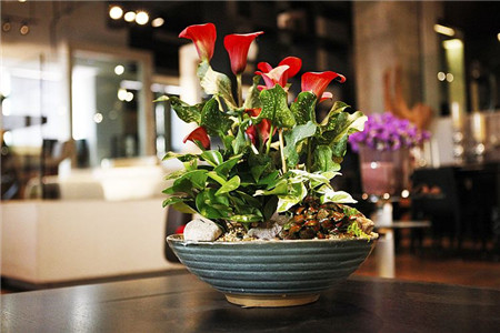 冬季马蹄莲的养殖方法和注意些什么