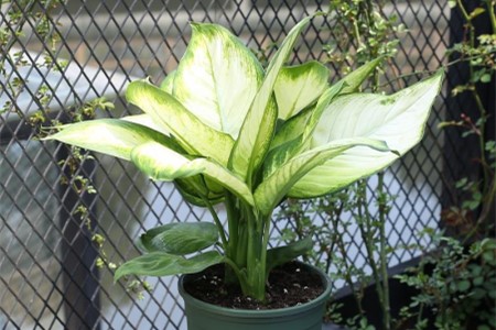 大王万年青的养殖方法和注意些什么