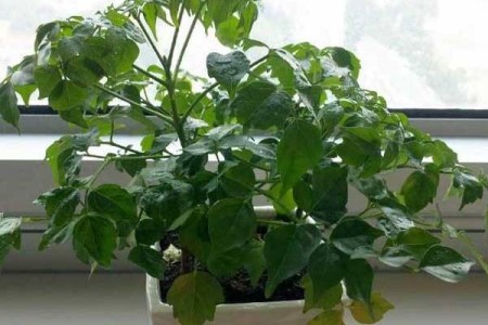 盆栽幸福树养殖方法和注意些什么