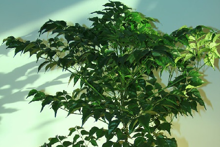 盆栽幸福树养殖方法和注意些什么