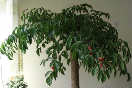 盆栽幸福树养殖方法和注意些什么