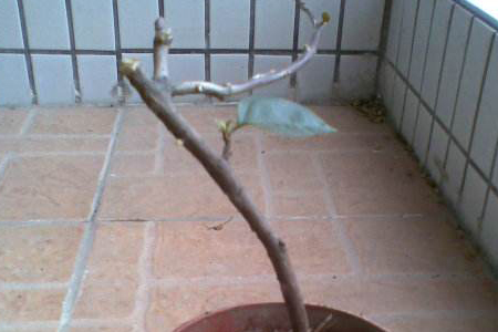 桔子树冬季怎么剪枝（附养殖方法）