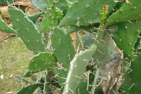 大仙人掌养殖方法和注意些什么