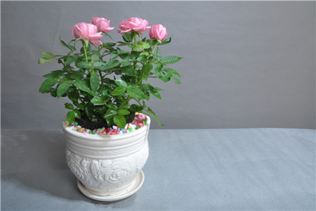 玫瑰花家庭养殖方法和注意些什么