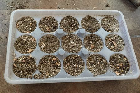 鲁冰花种子的种植方法（环境、催芽和播种）