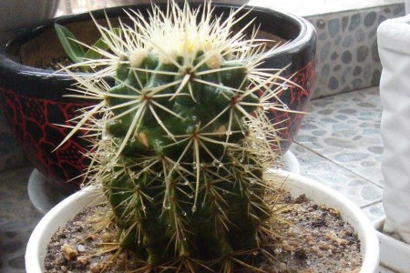 小仙人球的养殖方法和注意些什么