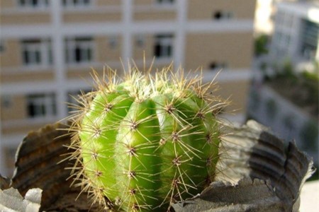 小仙人球的养殖方法和注意些什么