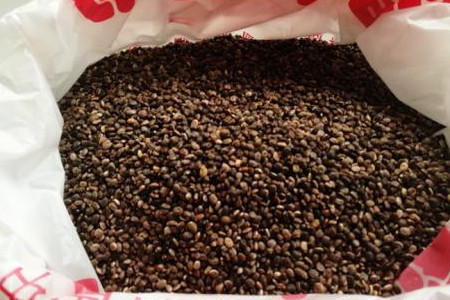 鲁冰花种子的种植方法（环境、催芽和播种）