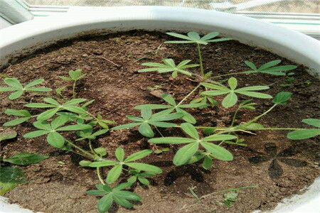 鲁冰花种子的种植方法（环境、催芽和播种）