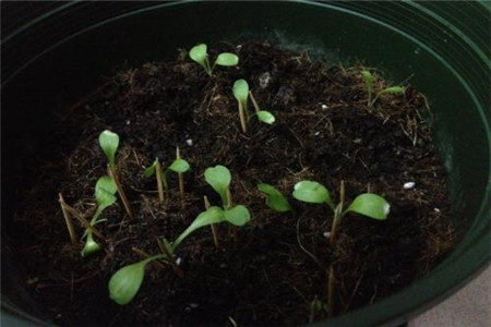 矢车菊怎么种植（时间和方法）