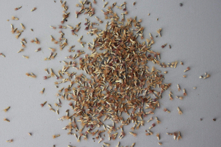 矢车菊怎么种植（时间和方法）