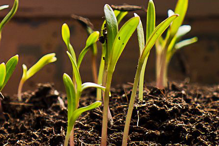 矢车菊种子多长发芽，什么时候播种
