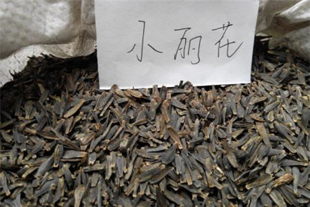 小丽花种子多长发芽，怎么播种