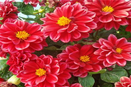 小丽花种子多长发芽，怎么播种