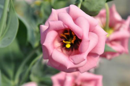 盆栽洋桔梗花期多长，盆栽怎么种植