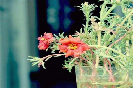 牡丹吊兰水培养殖方法和注意些什么