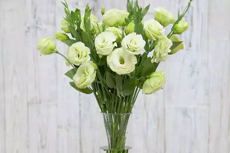 洋桔梗怎么水扦插，什么时候开花