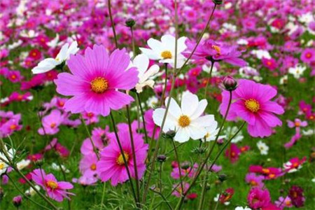 波斯菊种子多长发芽，需要用水泡吗