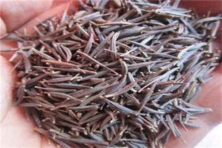 波斯菊种子多长发芽，需要用水泡吗