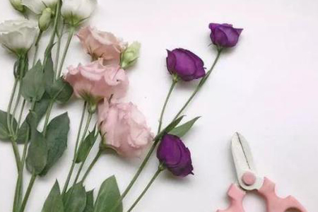 洋桔梗怎么水扦插，什么时候开花