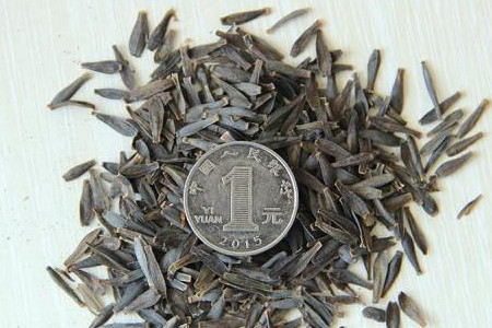 大丽花种子种植方法，怎么样催芽