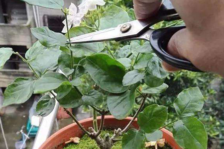 栀子花什么时候修剪,什么时间摘心